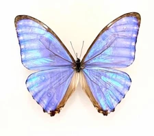 Morphidae Morpho rhodopteron A1 from COLOMBIA - RARE - #4327