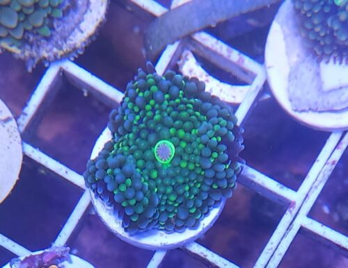 Live Coral Robbie's Corals Blue And Green Ricordea Mushroom Frag 