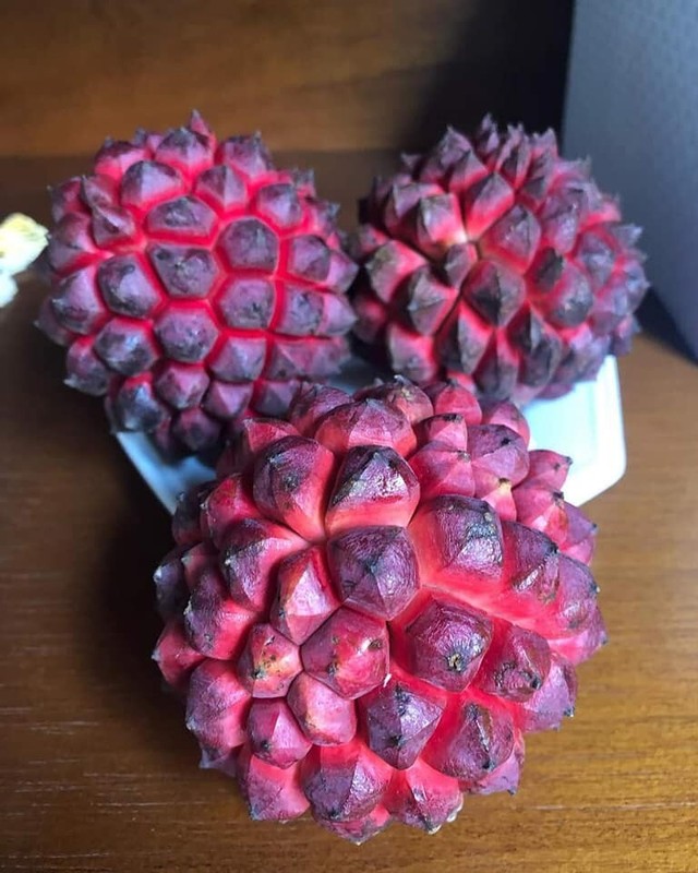 Duguetia Lanceolata - Pindaiba