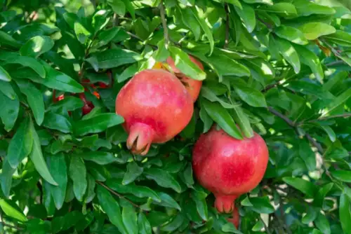 Pomegranate Seeds Fruit Tree Seeds Punica Granatum pomegranate Seeds