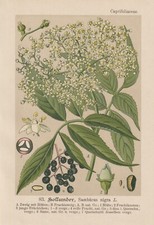 Schwarze Holunder (Sambucus nigra) Holder Chromo-Lithographie von 1893 elder