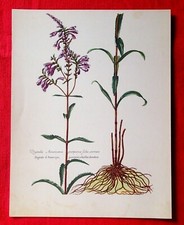 DIGITALE D'AMÉRIQUE - PLANCHE BOTANIQUE / HERBORISTERIE DÉCO VINTAGE BON ÉTAT