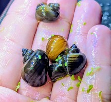 5 Live Assorted Brown and Gold Mystery Snails - Freshwater Aquarium Cleaners