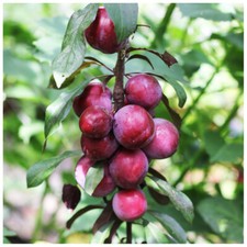 Dwarf Patio Miniature Victoria Plum Tree, In a 6L Pot,  Self-Fertile
