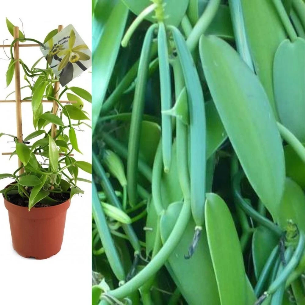 Vanilla bean plant deals