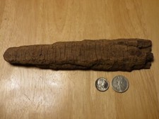 Potomac Bark Style Driftwood Aquarium Reptile Decor Insect Taxidermy 2024-014