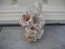 Meerwasser getrocknetes Riffgestein