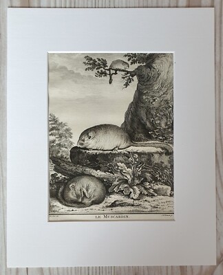 Original Buffon Kupferstich 1767 LE MUSCARDIN XVIII Jh Frankreich