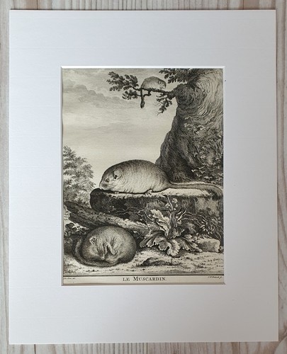 Original Buffon copperplate 1767 LE MUSCARDIN XVIII century France