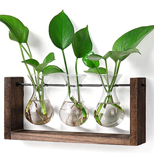 Plants Propagation Stations,Plant Terrarium with Wooden Stand Wall 3Vase-M - Picture 1 of 6