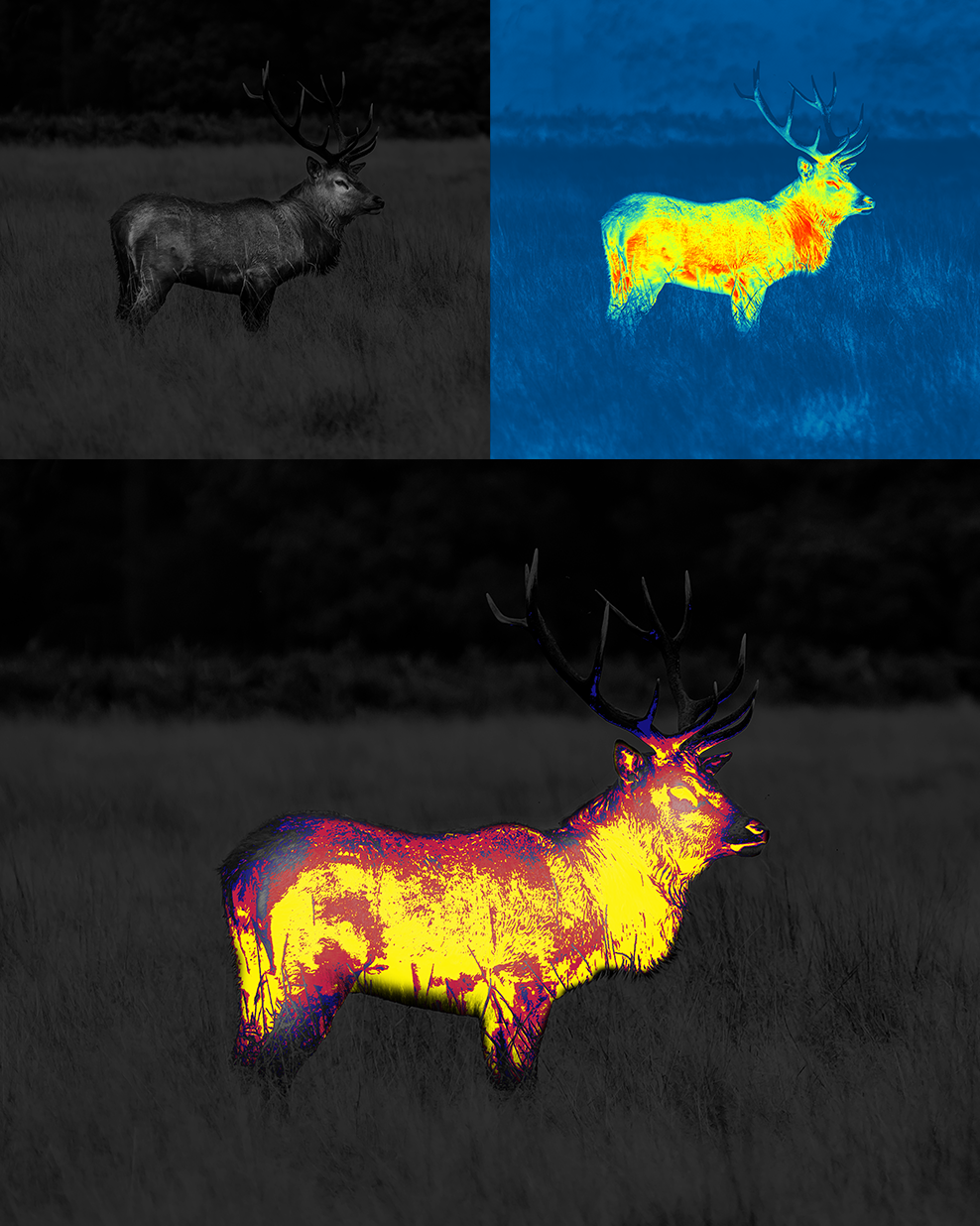 Pulsar Trionyx T3 Multi Spectrum Night Vision and Thermal Binoculars eBay