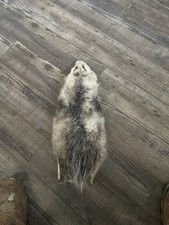Dried Opossum Hide Not Tanned