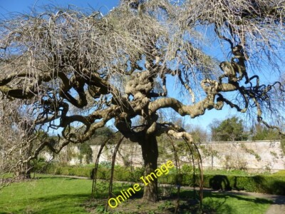 Foto 6x4 Sophora japonica \''Pendula\'' im Quex Park Acol Quex Park ist auf c2014