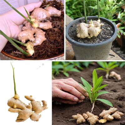 6+ Fresh Ginger Roots Sprouted Live Rhizomes Ready To Plant Healthy Ginger roots