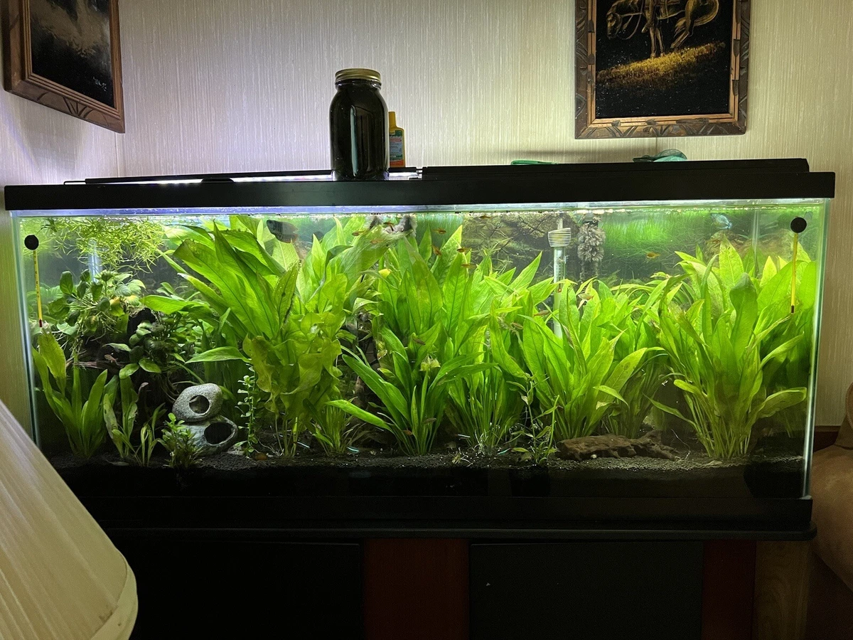 Ebay Aquarium Plants
