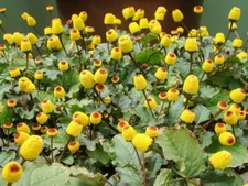 Toothache Plant Seeds to Grow - 150+ Seeds of This Exotic Wonder - Buzz Button E