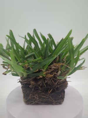 Palmetto St. Augustine Grass Plug 3'' X 3''
