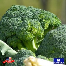 Fresh Broccoli Seeds Non-GMO Heirloom Vegetable