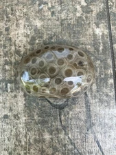 4.3oz Beautiful Full Polished Petoskey Stone Fossil Lake Michigan Coral Dark Eye