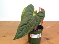 Anthurium Amazon Diamond 'Narrow' - Besseae aff. x Luxurians 