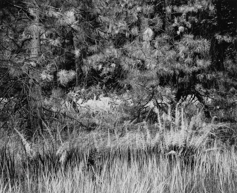 VTG Ansel Adams Print Yosemite Valley Grass Engraving Landscape 1944