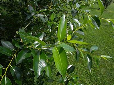 Bay Leaf Bonsai Tree Cutting - Nice Thick Trunk - Indoor/Outdoor Bonsai Plant