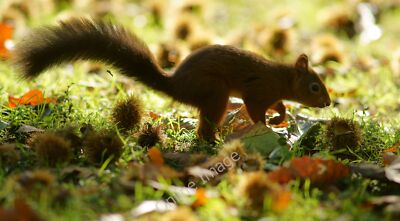 Photo 12x8 Tiptoe Through the Chestnuts Sandbanks This Brownsea Island squ c2011