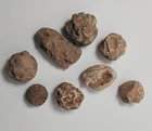 Eight Civil War Relic chewed bullets, $18.00 + $5.00 shipping, dug in Cent. Va.