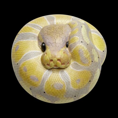 【En Stock】 Animal Cuerpo Celestial Plátano Pastel Bola Pitón Regius Serpiente Estatua - Imagen 5 de 8