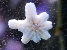 10+ Live Asterina Starfish Harlequin Shrimp F...