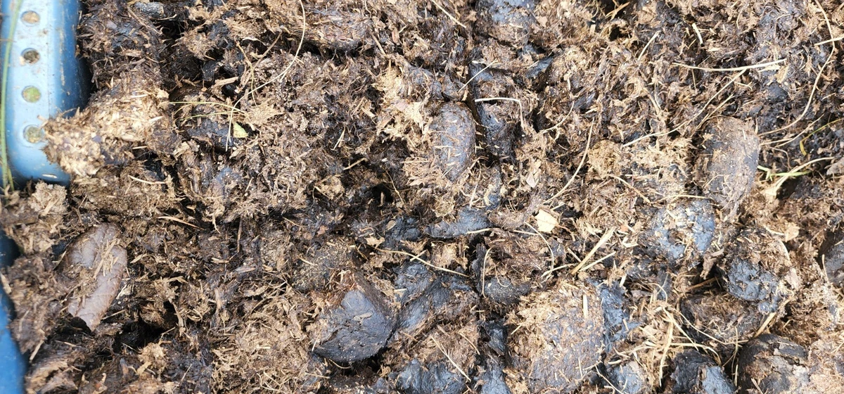 Fresh Horse Manure In Compost Fasci Garden