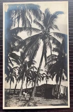1940-50'S REAL PHOTO POSTCARD PALM TREES ALONG BEACH SAND COAST UNUSED EX COND
