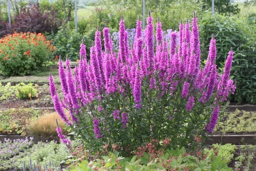Lythrum, 500 Lythrum salicaria seёds,Medicinal Herb,organic,honey ##60+TRACK №