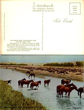 Vintage Montana The Roundup Camp Big Dry Creek, MT Postcard Unused 50711