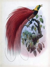 Tropical Bird D. Elliot Tile Mural Kitchen Bathroom Backsplash Marble Ceramic