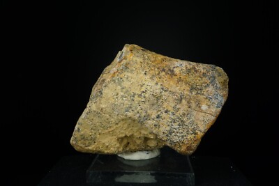Bison Centrum Fossil / American Falls, Idaho / Pleistocene Fossil Specimens