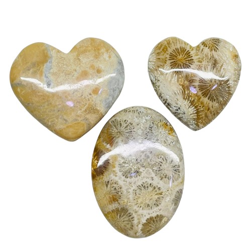 3 Stück Natürlich Fossil Koralle 31-44mm Riesiges Mix Form Lose Cabochon - Bild 6 von 10