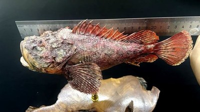 Museumsqualität Inimicus japonicus tropisches Rifffelsenfisch Taxidermie Haut Reittier
