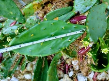 3 Large pads Eastern cold weather Cactus plant 6 inch to 10 inch