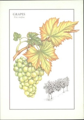 1977 Reader's Digest TRAUBEN Vitis Vinifera Botanische Kunst Postkarte David Baxter