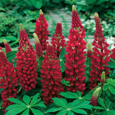 Lupin Legendary Red Shades x 5 Perennial Plug Plants | eBay UK
