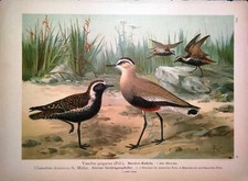 Stampa antica UCCELLI PIVIERE DORATO PAVONCELLA Naumann 1897 Antique print