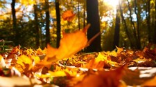 Landscape nature forest leaves fall trees depth of field Custom Gaming Mat Desk