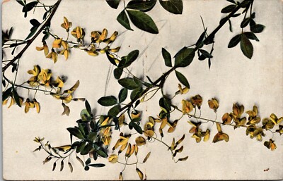 Postcard Flowers and Plants - Undivided Back Card
