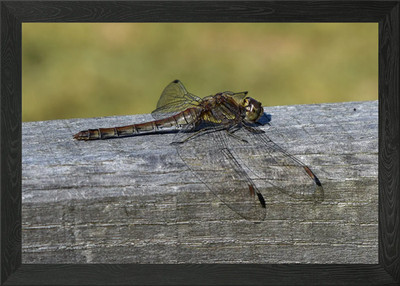 Dragonfly Framed Wall Art Poster Canvas Print Picture