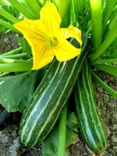 Cocozelle Zucchini Summer Squash Seeds, NON-GMO, Cocozella di Napoli, FREE SHIP