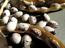 Dove Dry Bean - big, boldly-marked bean