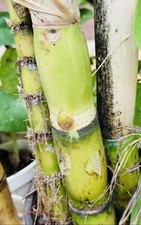 3 PCS CUTTING READY TO PLANT GREEN SUGARCANE SWEET JUICY LIVE PLANT FRESH