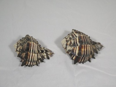Vasum Turbinellus Shells