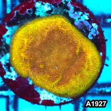 Item#A1927FM1927(S) Hand Selected Gold Psammacora Frag 04